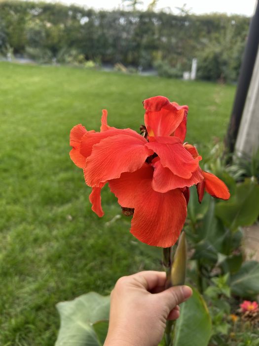 vand bulbi Canna indica