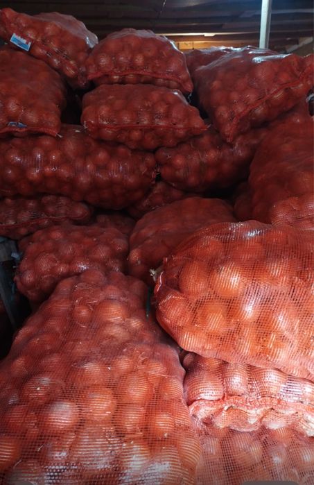 Лук репчатый сухой