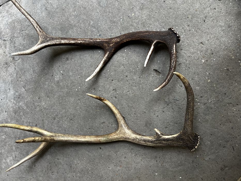 Рога от елени.