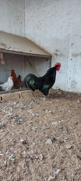 Австролоп қораз сатылады