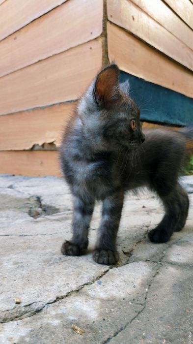 Кошки шотландские скотиш чистая порода 2 месяца