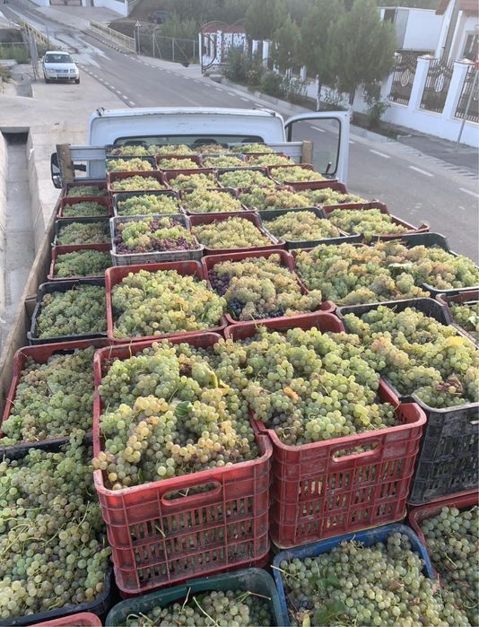 Struguri de vin producator