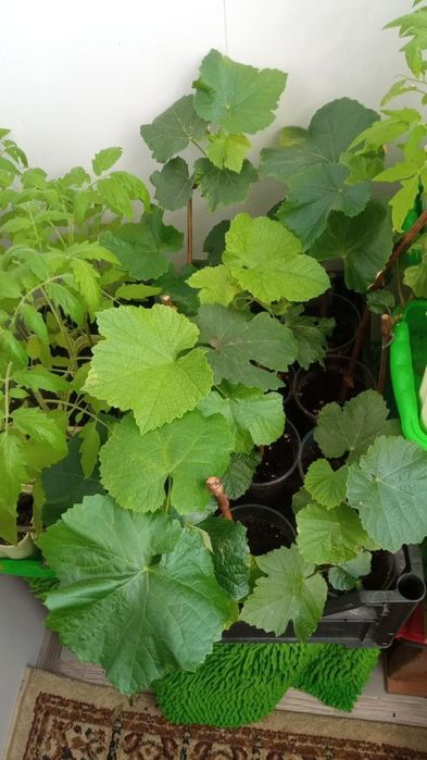 Виноград  садовый