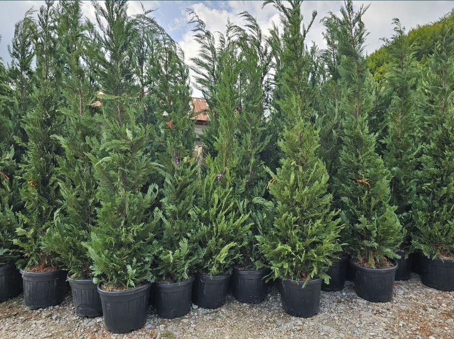 Tuia smaragd și leylandii 2.3m - 2.5m/ calitate extra/ super oferta