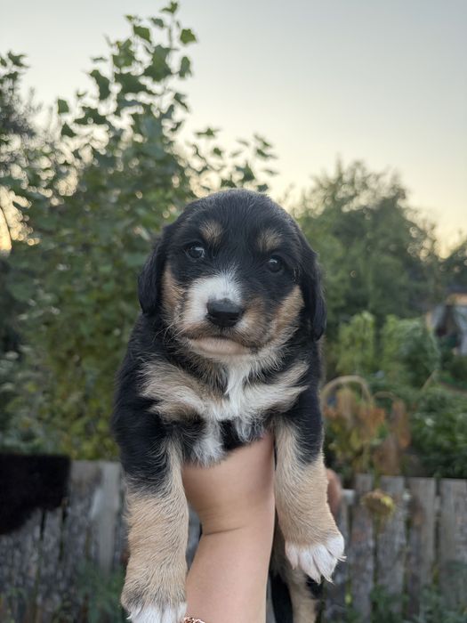 Щенки помесь спаниель