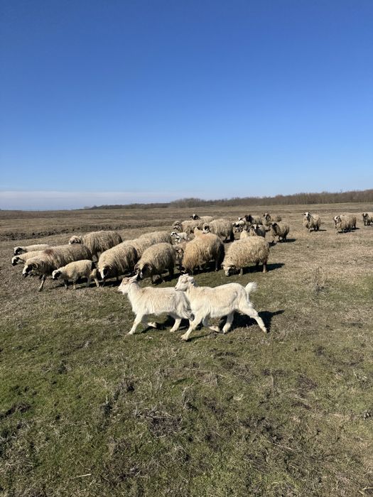 Vând 30 oi de rasă Breze