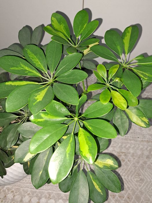 Продам шефлеру в кашпо