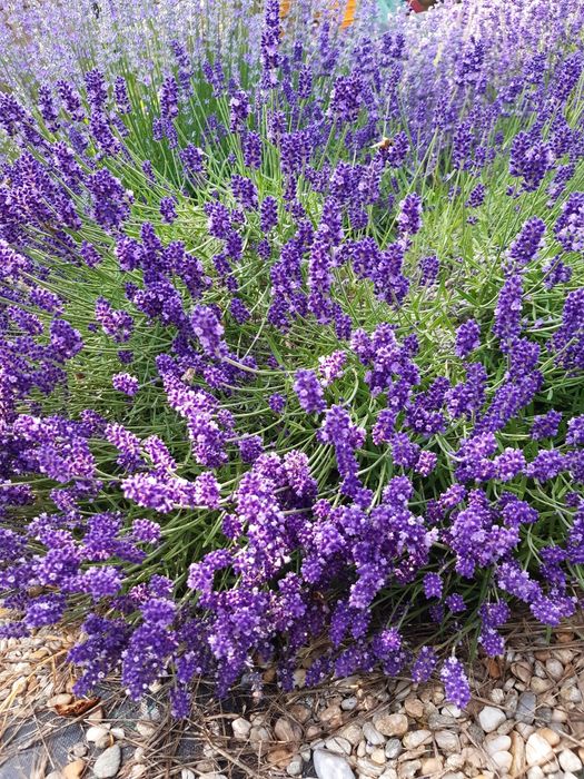 Vindem lavanda, productia 2025
