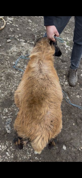 Oi camerun de vanzare !