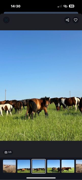 Продам срочно кобыл