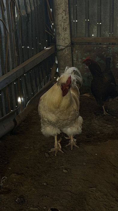 Қораз,сатылады……