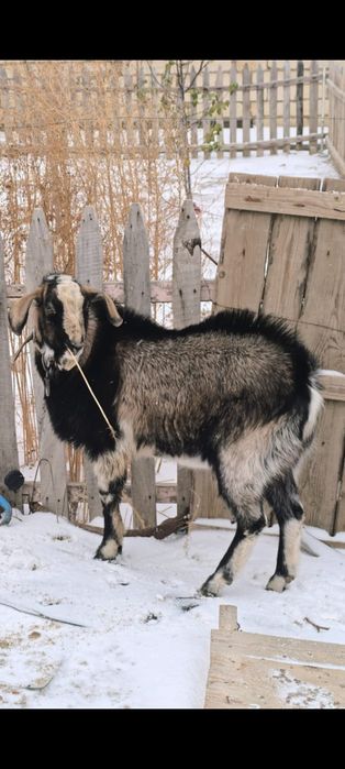 Кой ешкі козы лак