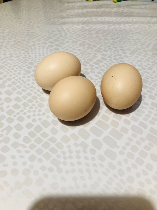 Куриный яйцо