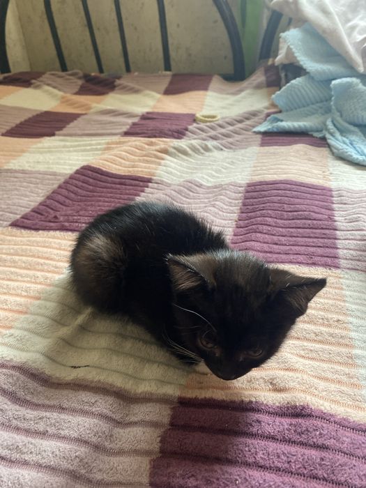 Котёнок продаётся