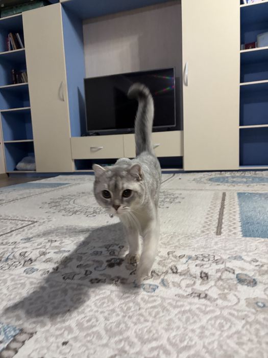 Британский короткошёрстний кот