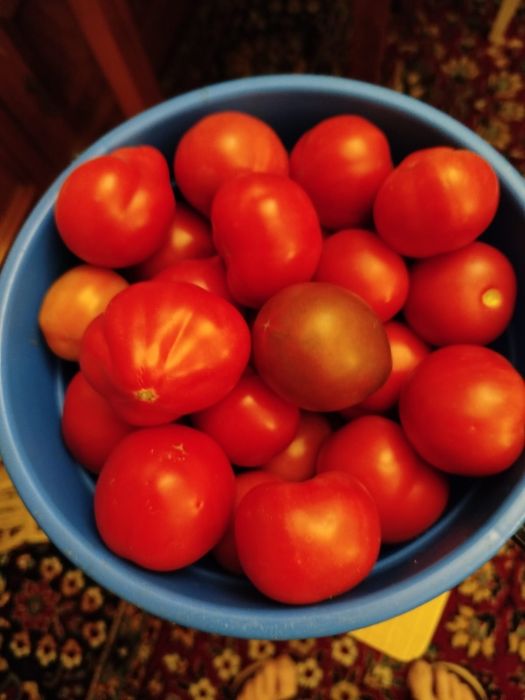 Продам домашние помидоры