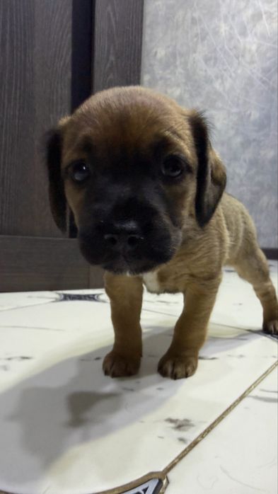 Собака. Щенок 1,5 месяца