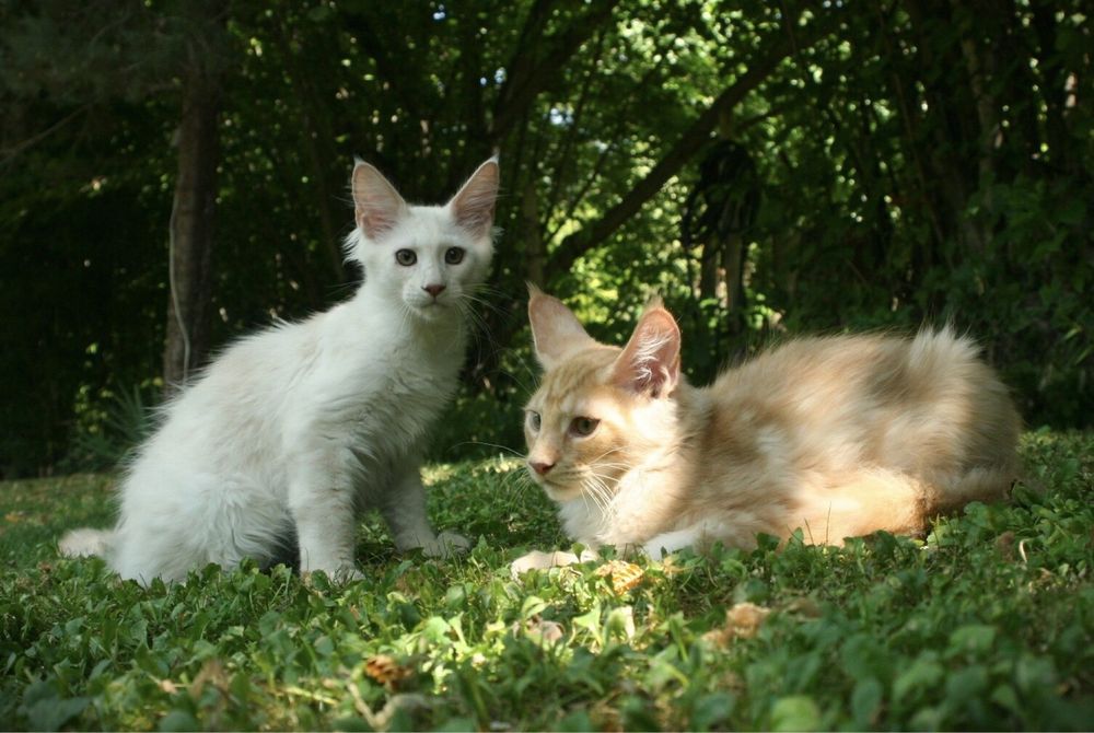 Мейн Куун (Maine Coon)