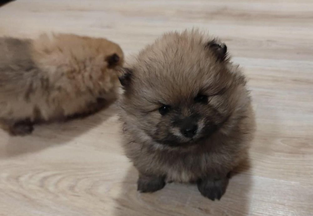 Продавам померан