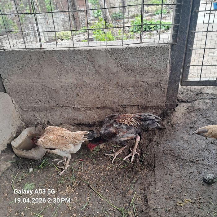 Продам 2 пары даканов