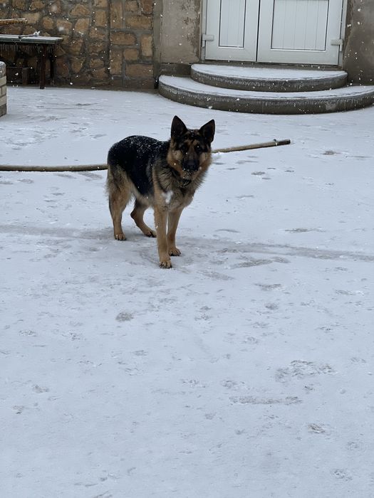 Пропала собака, просим вернуть