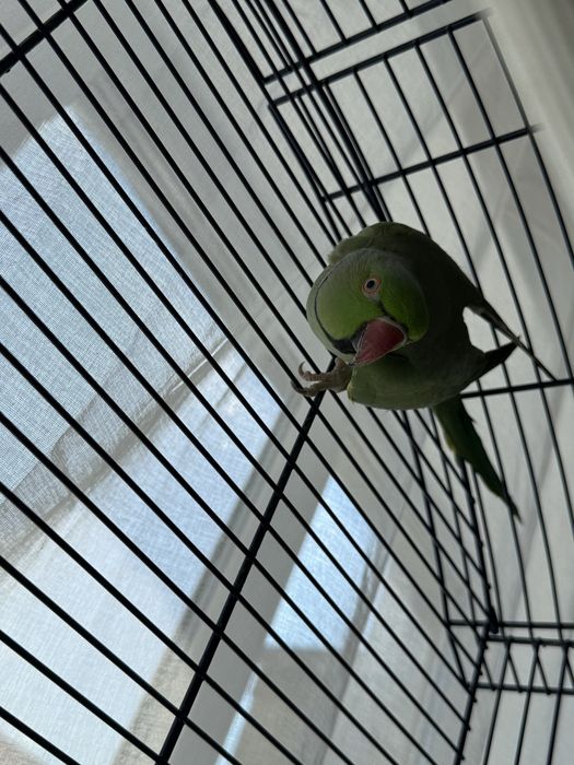 Pereche alexandrini prețul din anunț este fară cușcă acept schimburi cu alți papagali  sau alte animale de companie