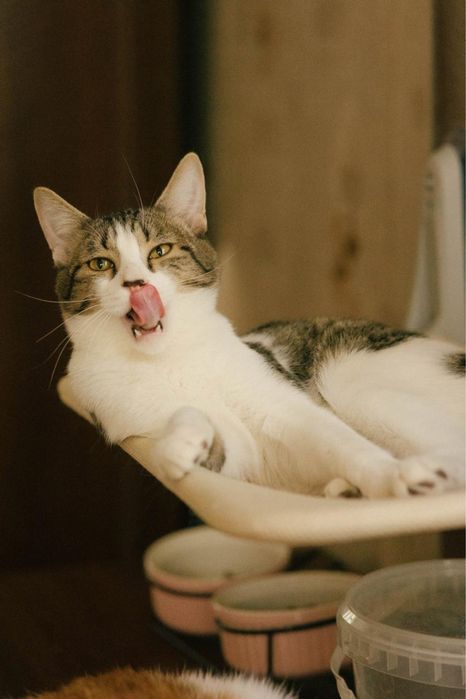 Котик 8 месяцев ищет дом