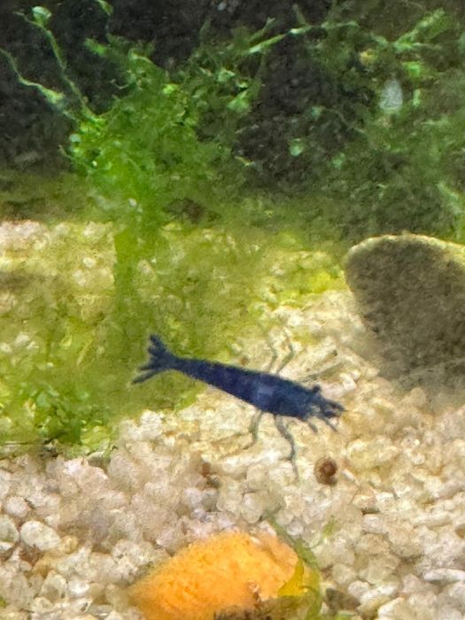 Creveti blue dream neocaridina acvariu