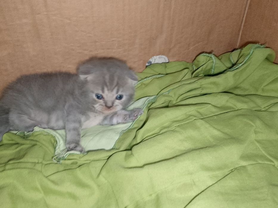 Skottish fold  qizchala