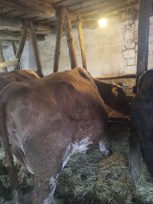 Vaca gestantă in luna 9