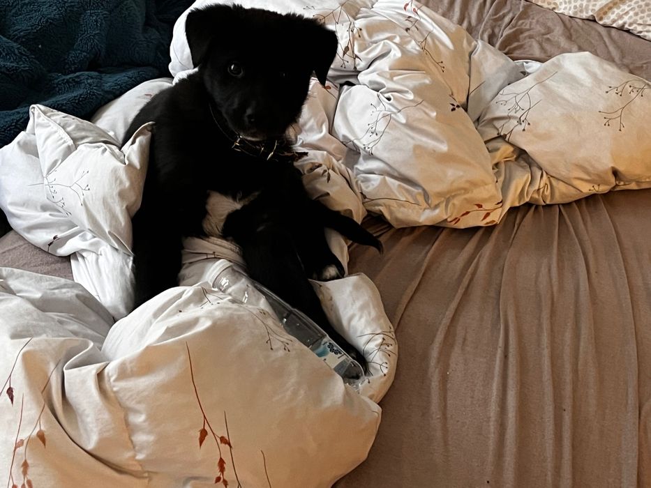 Подарявам кученце на 2 месеца