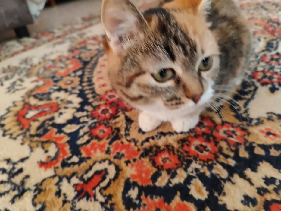 Кошечку отдадим бесплатно