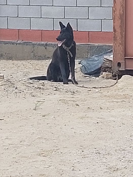 Авчарка сатылады