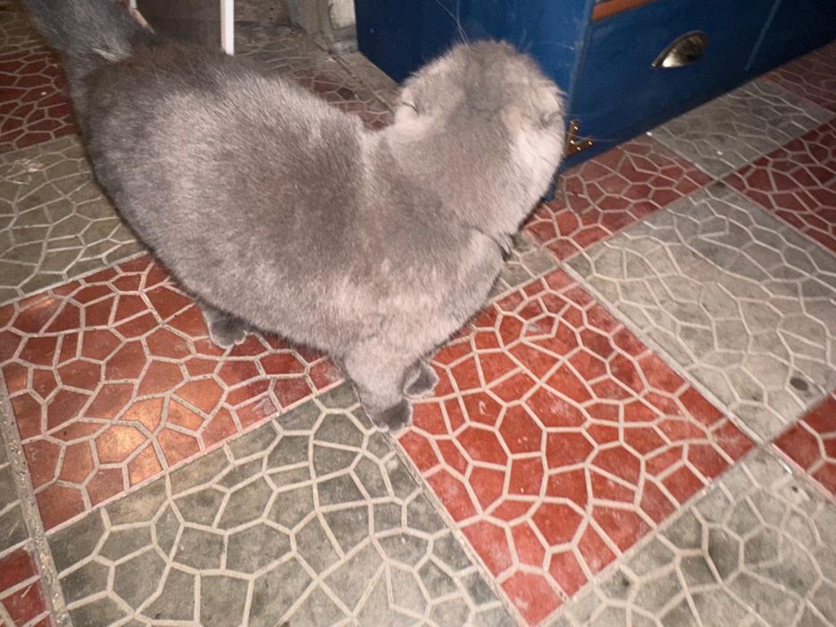 Шотландский вислоухий кот