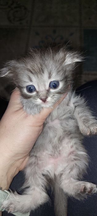 Отдам котят даром