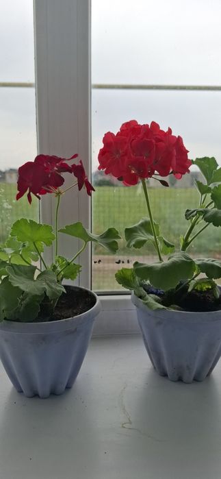 Продам домашные растение