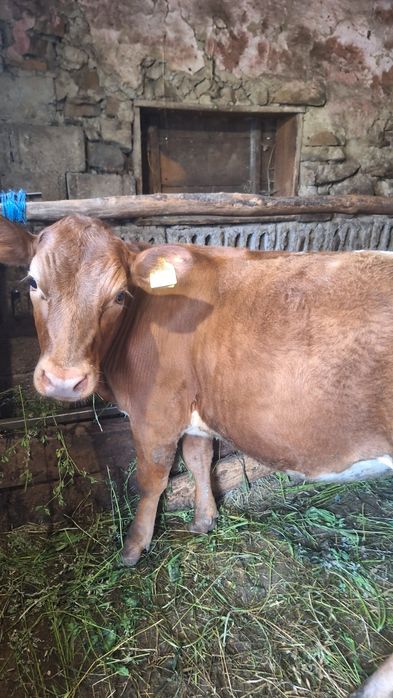 Vitica angus  de vanzare