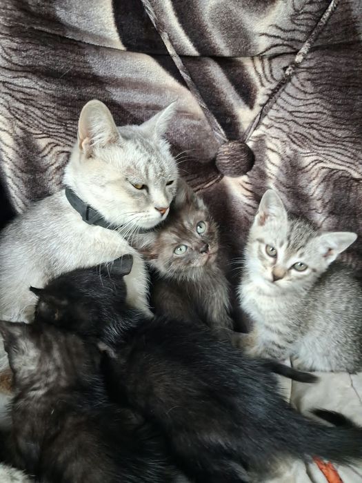 Котята породистые