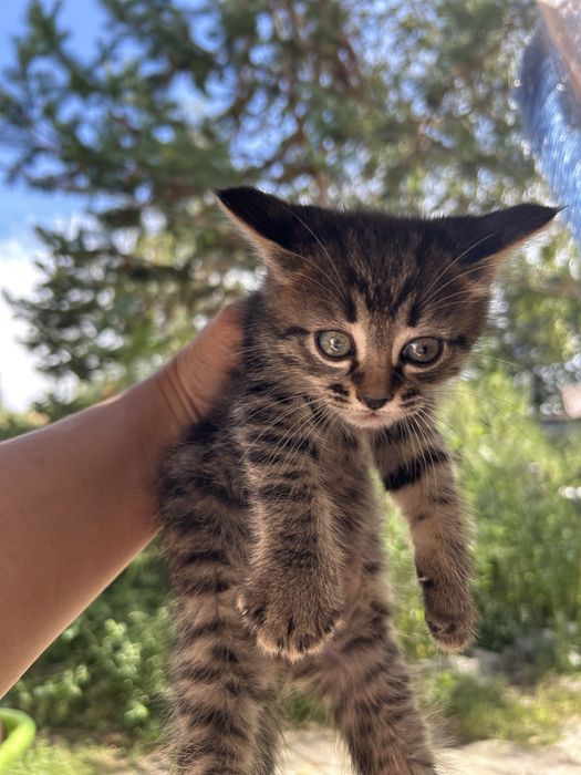 Отдам котят в хорошие руки