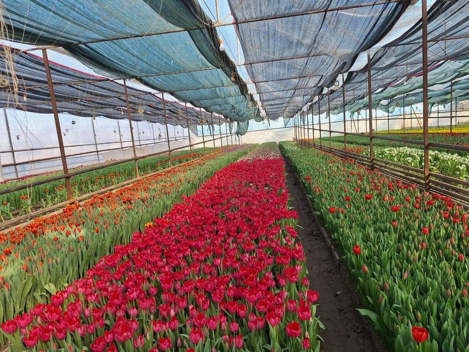 Голландские тюльпаны