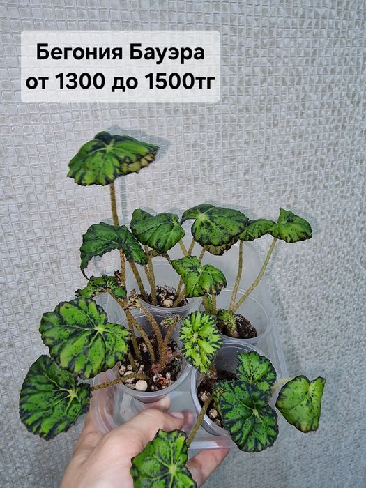 Комнатные цветы (домашние)