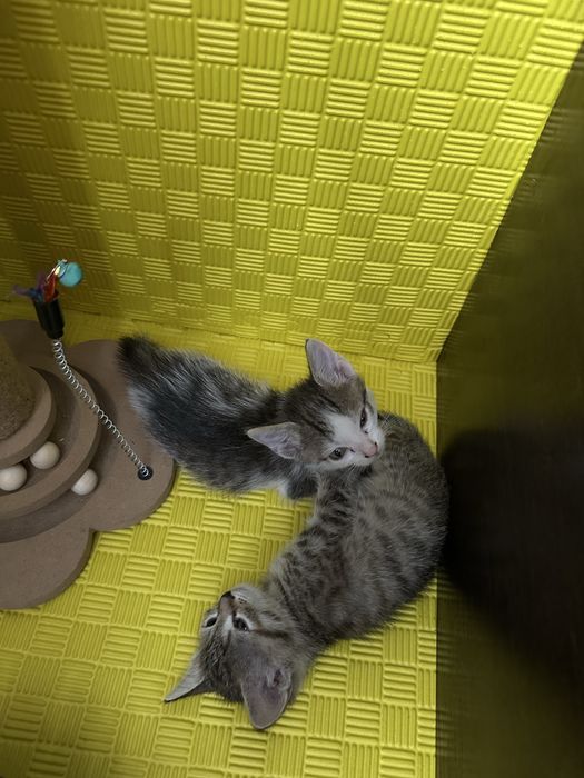 Отдам котят в добрые руки