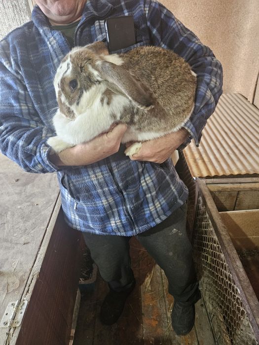 Продам кроликов разных пород