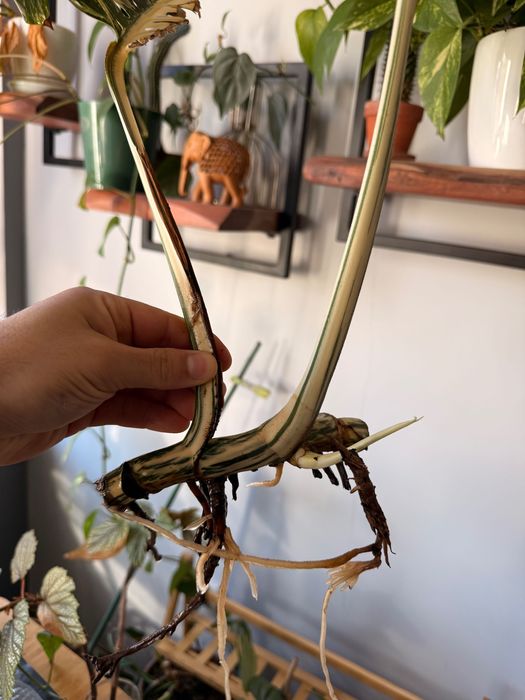 ВАРИЕГАТНА монстера/ резник/