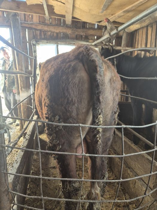 Продам 3 быка на откорме