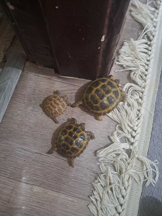 Toshbaqa черепаха черепашки скидкада