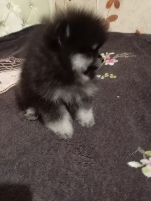 Продам щенков шпица