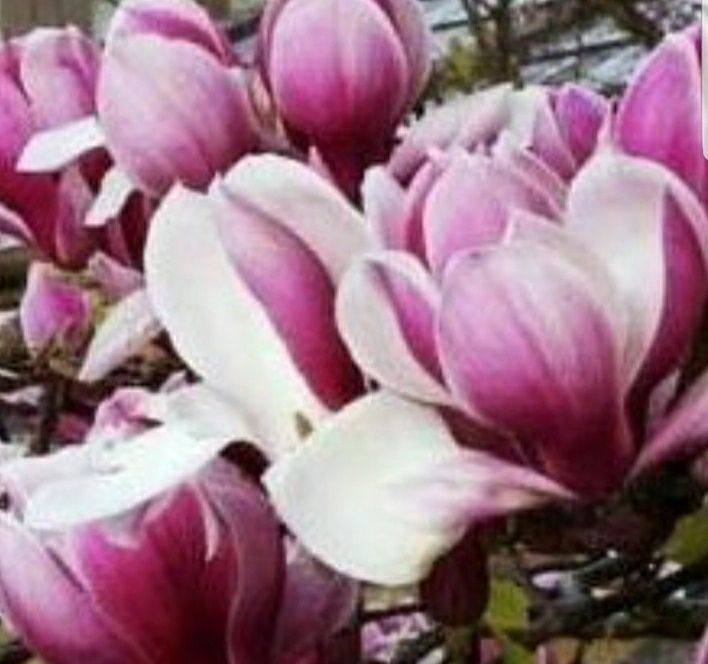 vindem magnolii albe/mov/roz/galbene/albastre