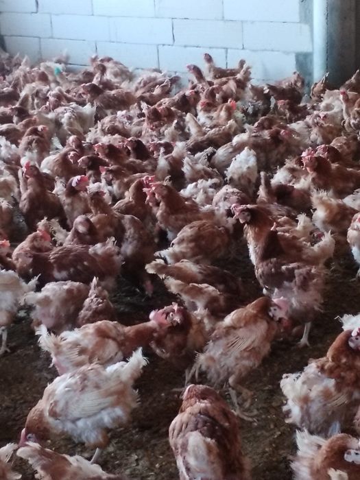 gaini ouătoare  / Gaini de ouat