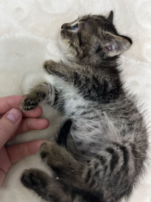 Кошечка. 2 штук